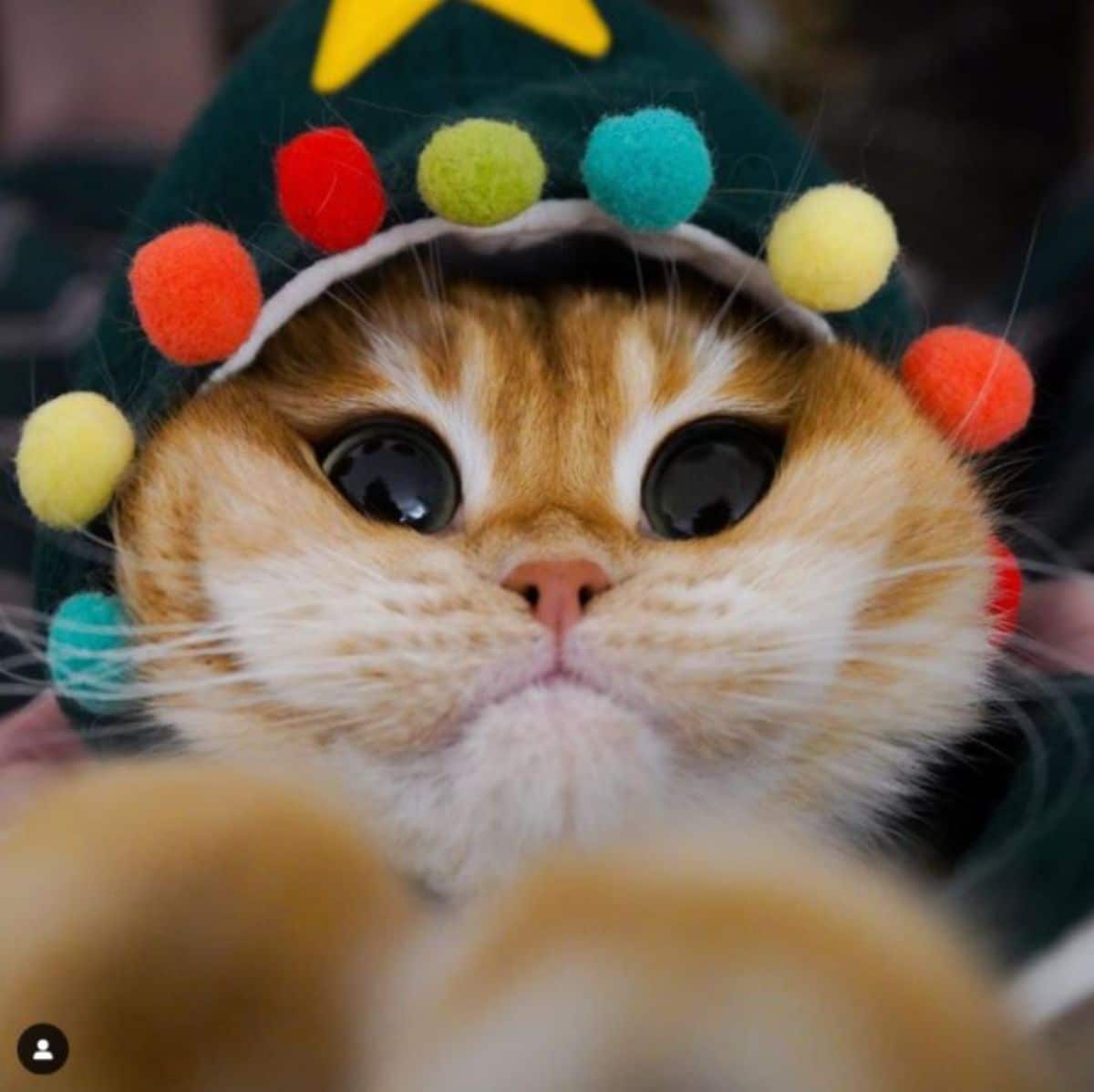 orange cat with large black eyes wearing a dark green hoodie with colourful pom poms on the hoodie