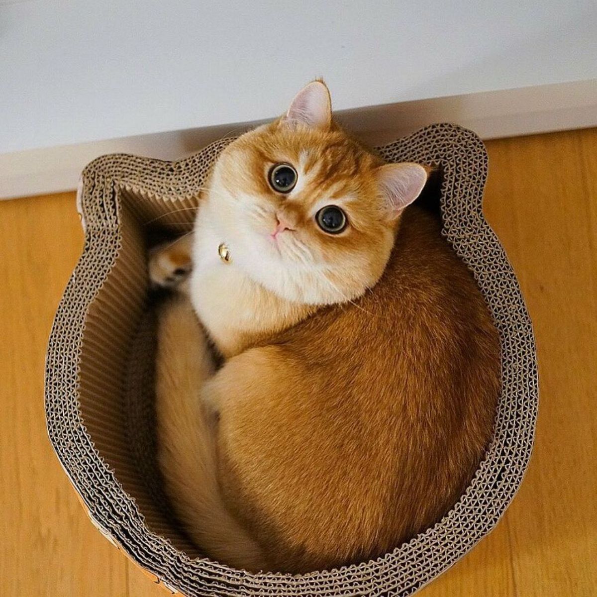 orange cat with large black eyes sitting in a cat shaped cardboard cat scratcher