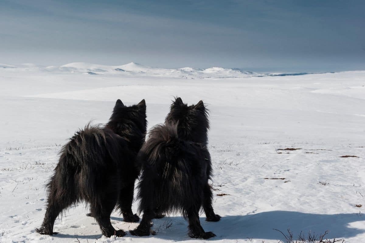Two black Swedish dogs standing on snowy field looking into distance