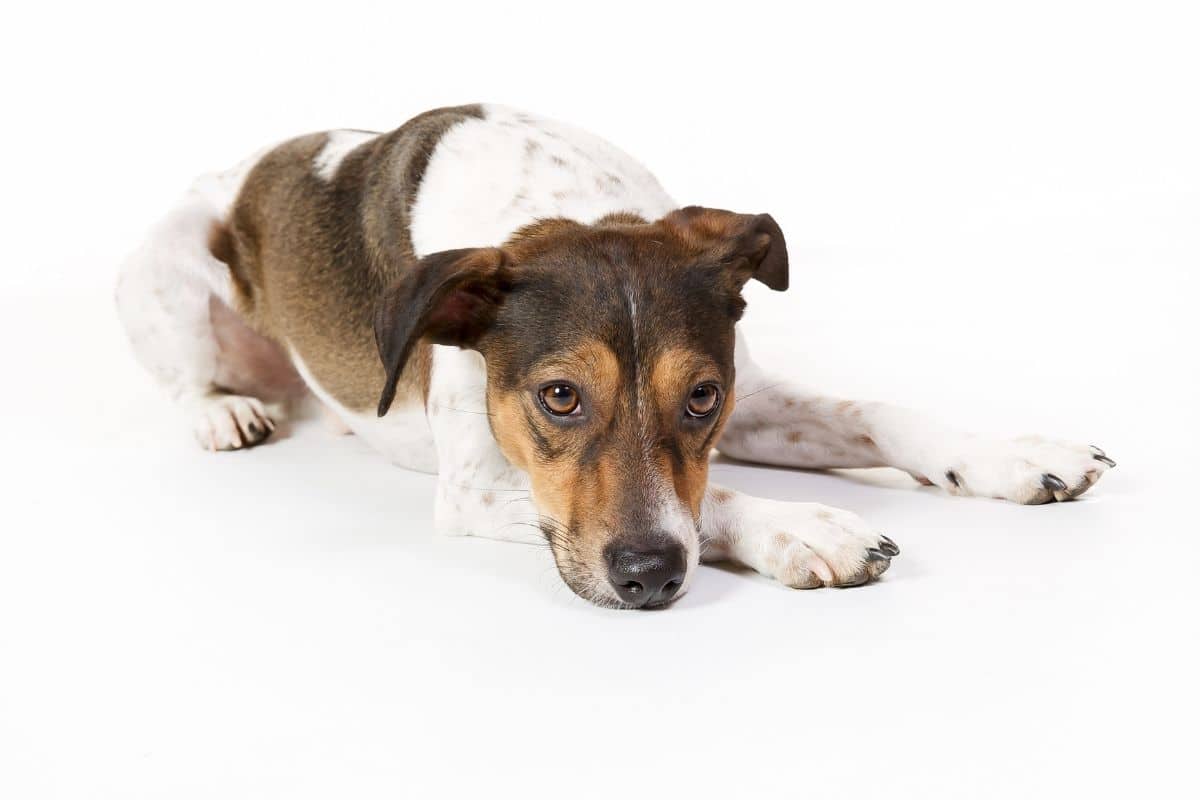 Cute looking white brown dog lying on the floor ,white background