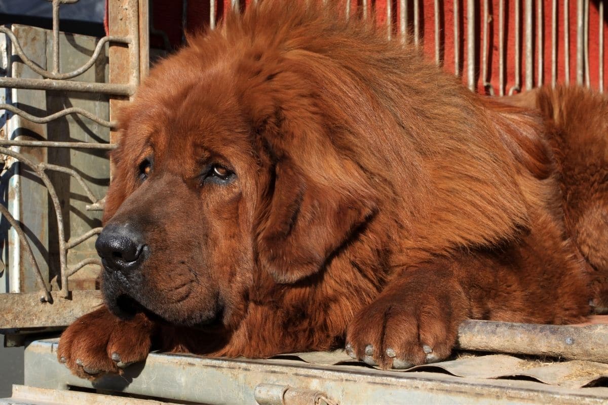 Huge fluffly brown Tibetan Mastiff lying near house