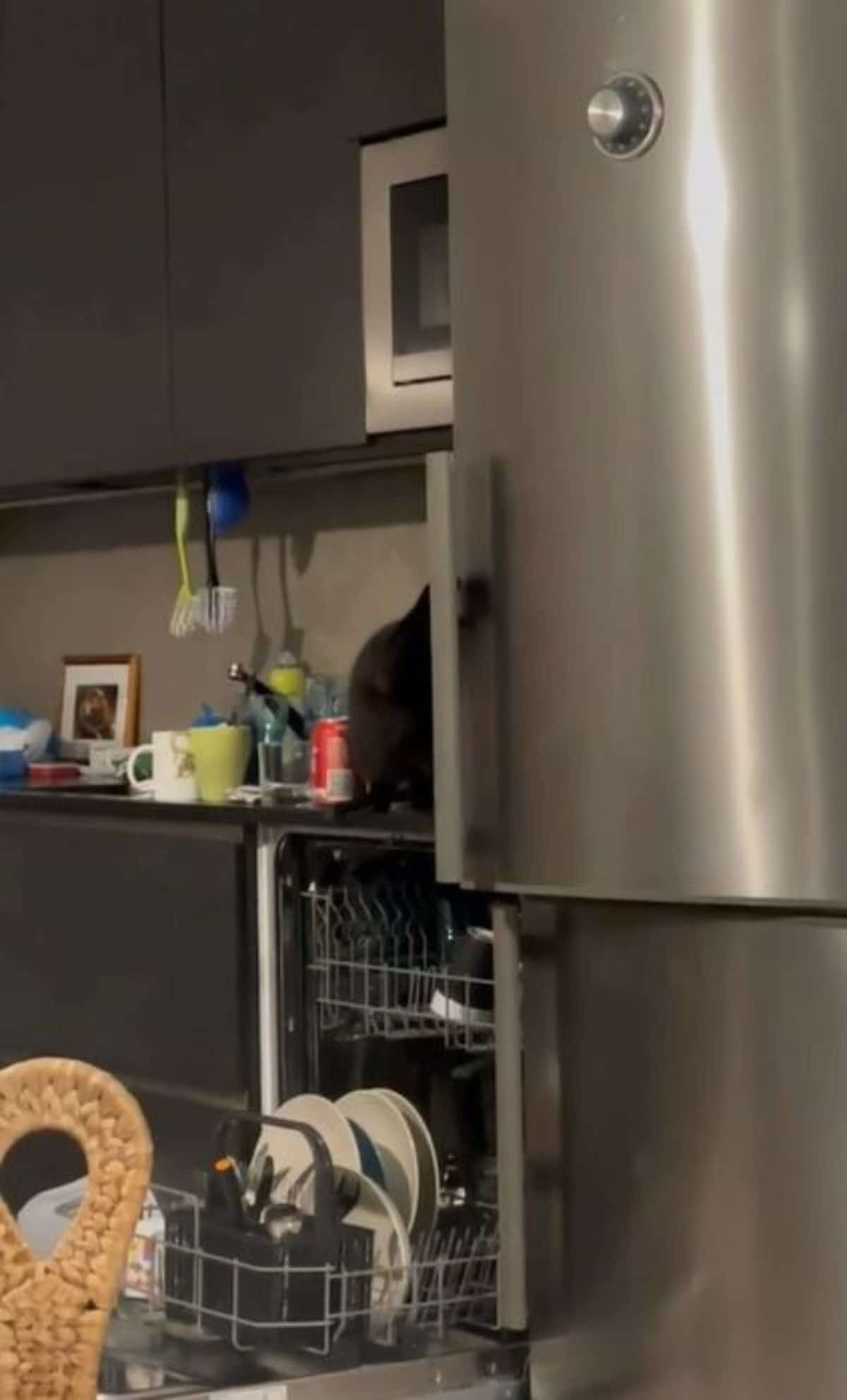 black cat on a counter opening a fridge door