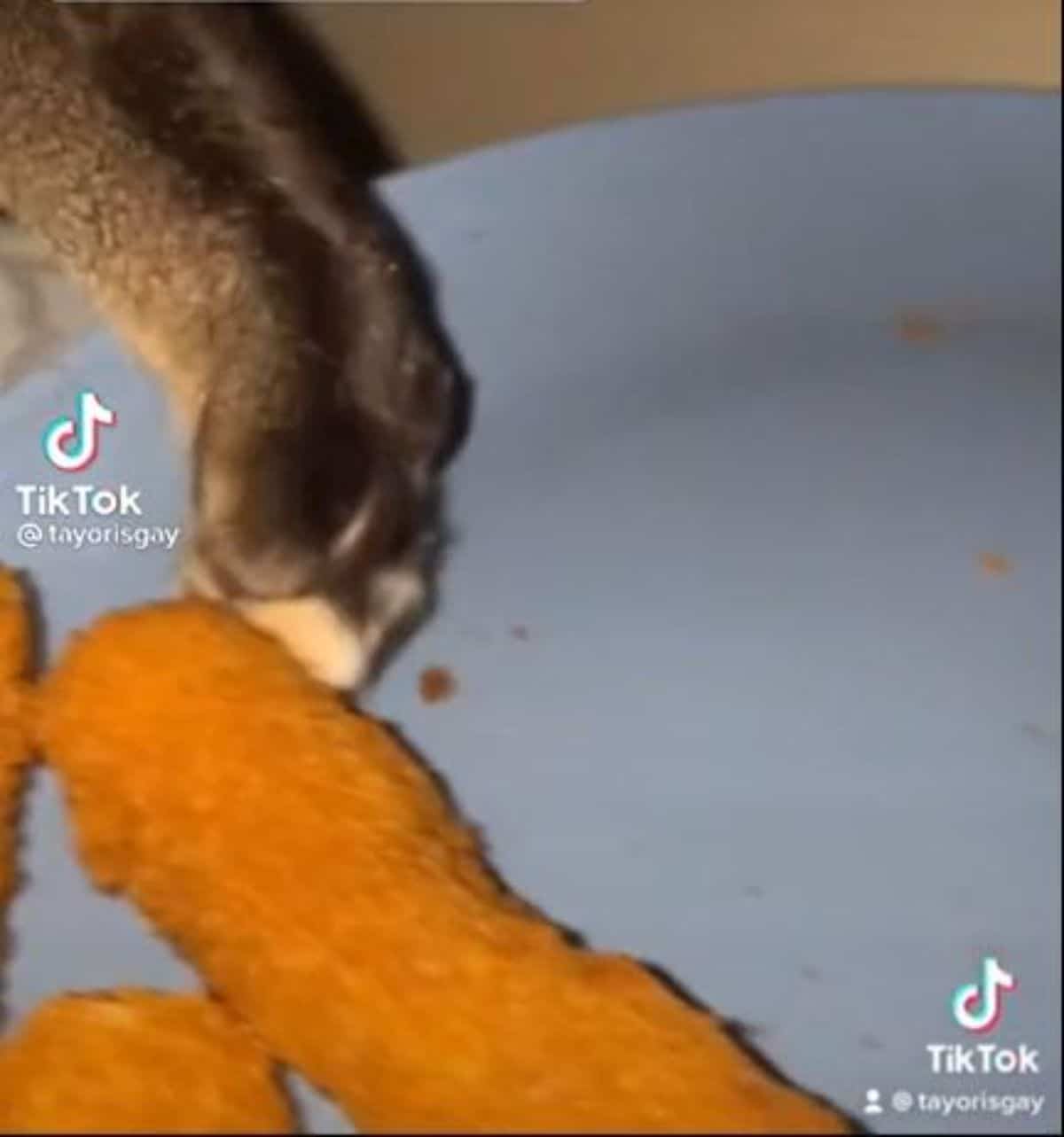 tabby cat's foot touching chicken on a blue plate