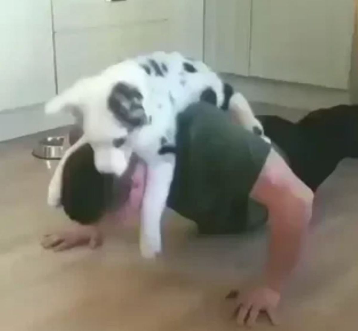dalmation puppy on the back of a man doing push ups