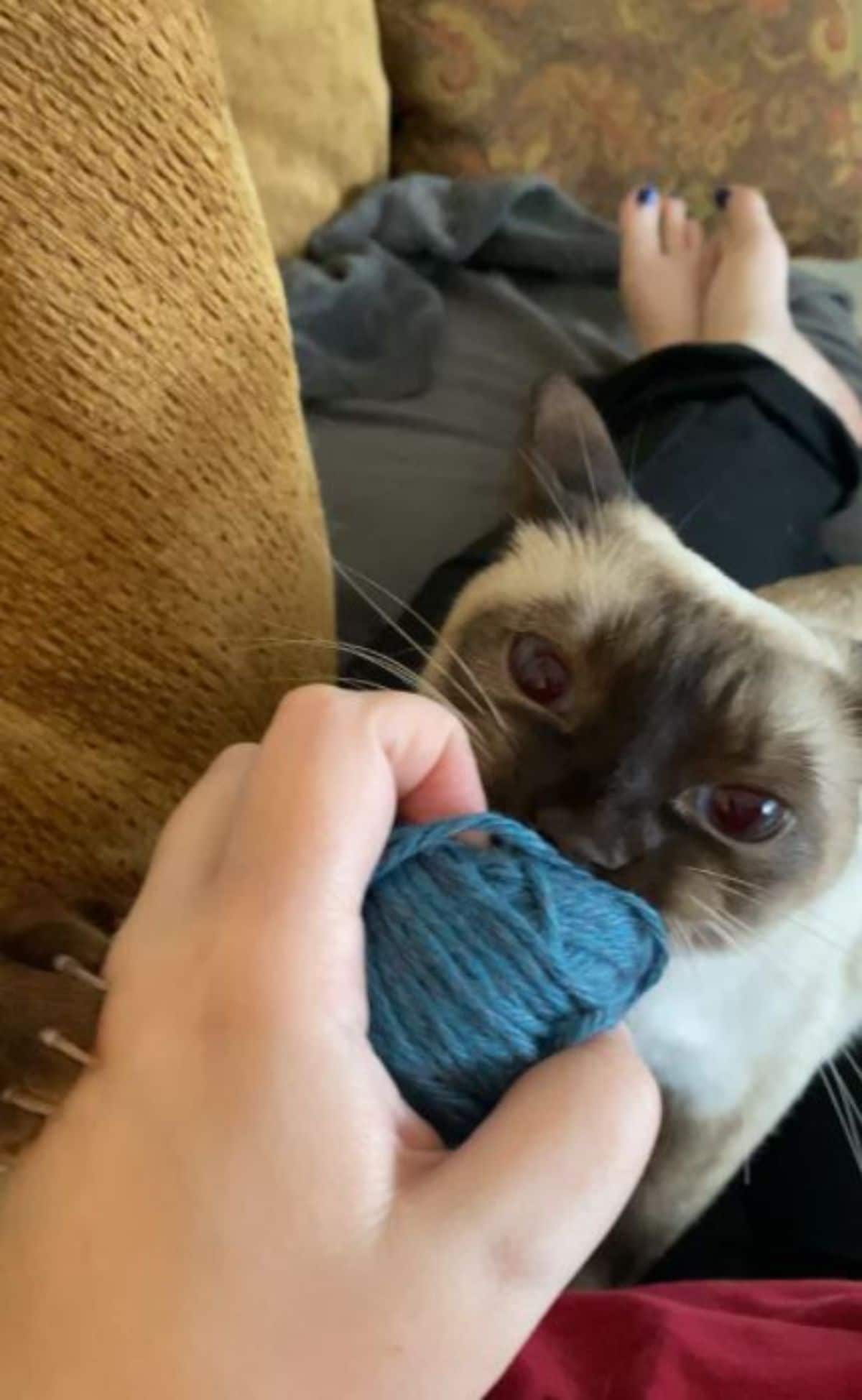 siamese cat trying to grab blue yarn from someone's hands