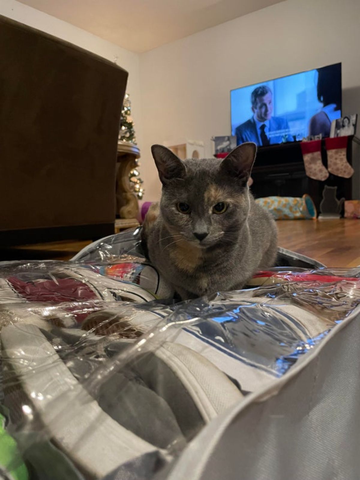 grey and orange cat sitting on shoes placed inside transparent plastic bags