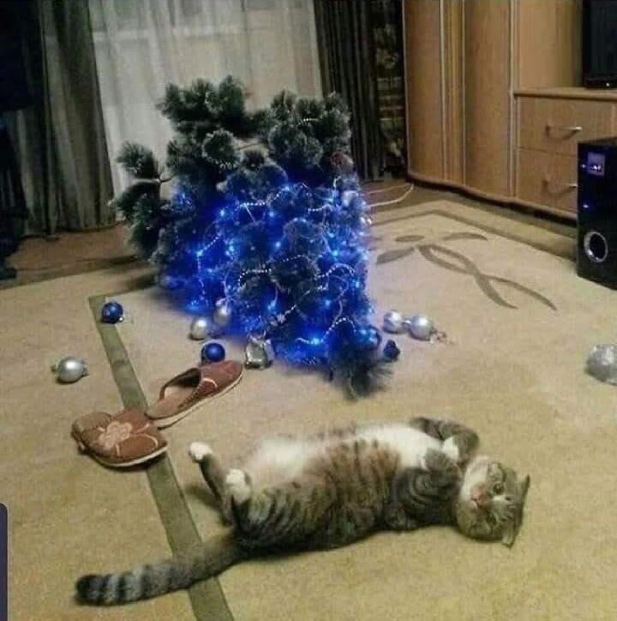 grey tabby cat laying belly up on the carpet next to a pair of brown slipper and a christmas tree that's fallen over