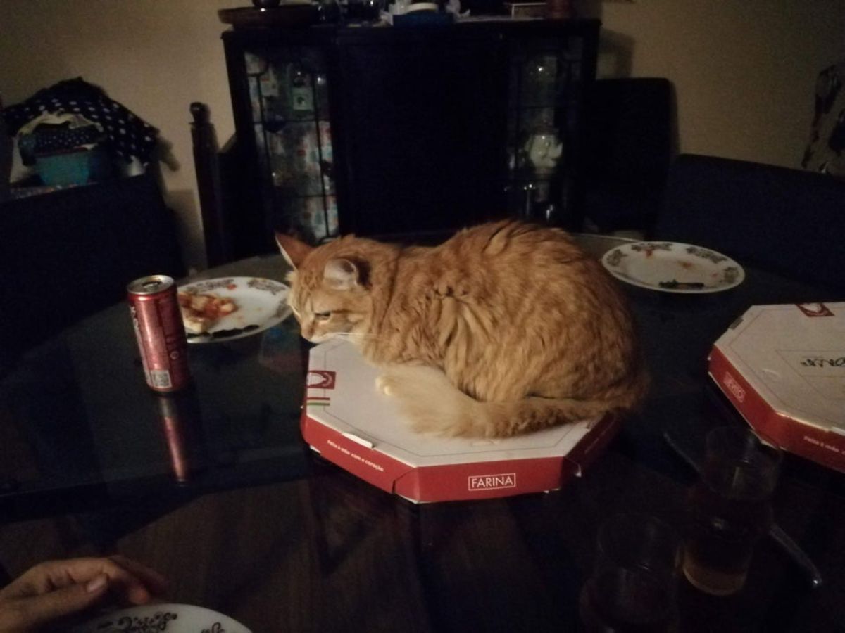 fluffy orange cat sitting on a pizza box on a table