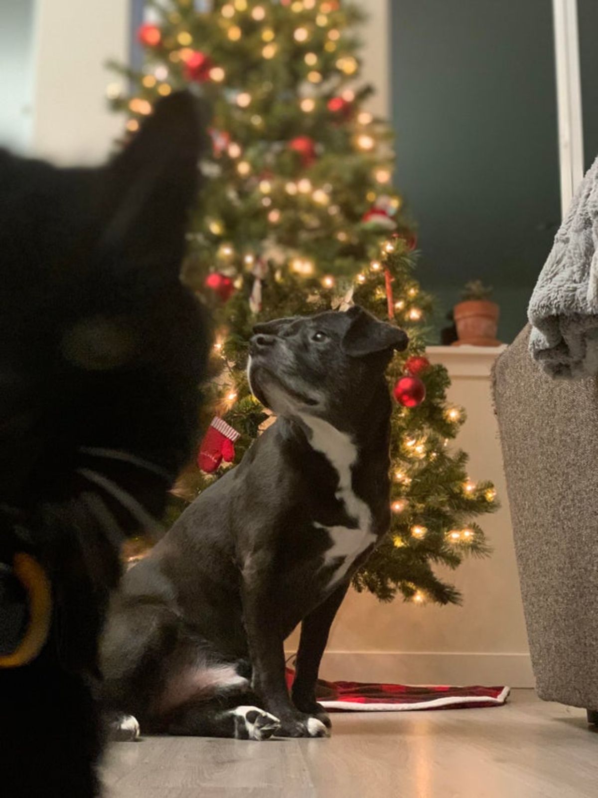 black and white dog sitting in front of a lit up christmas tree with a black cat blocking part of the photo from the left