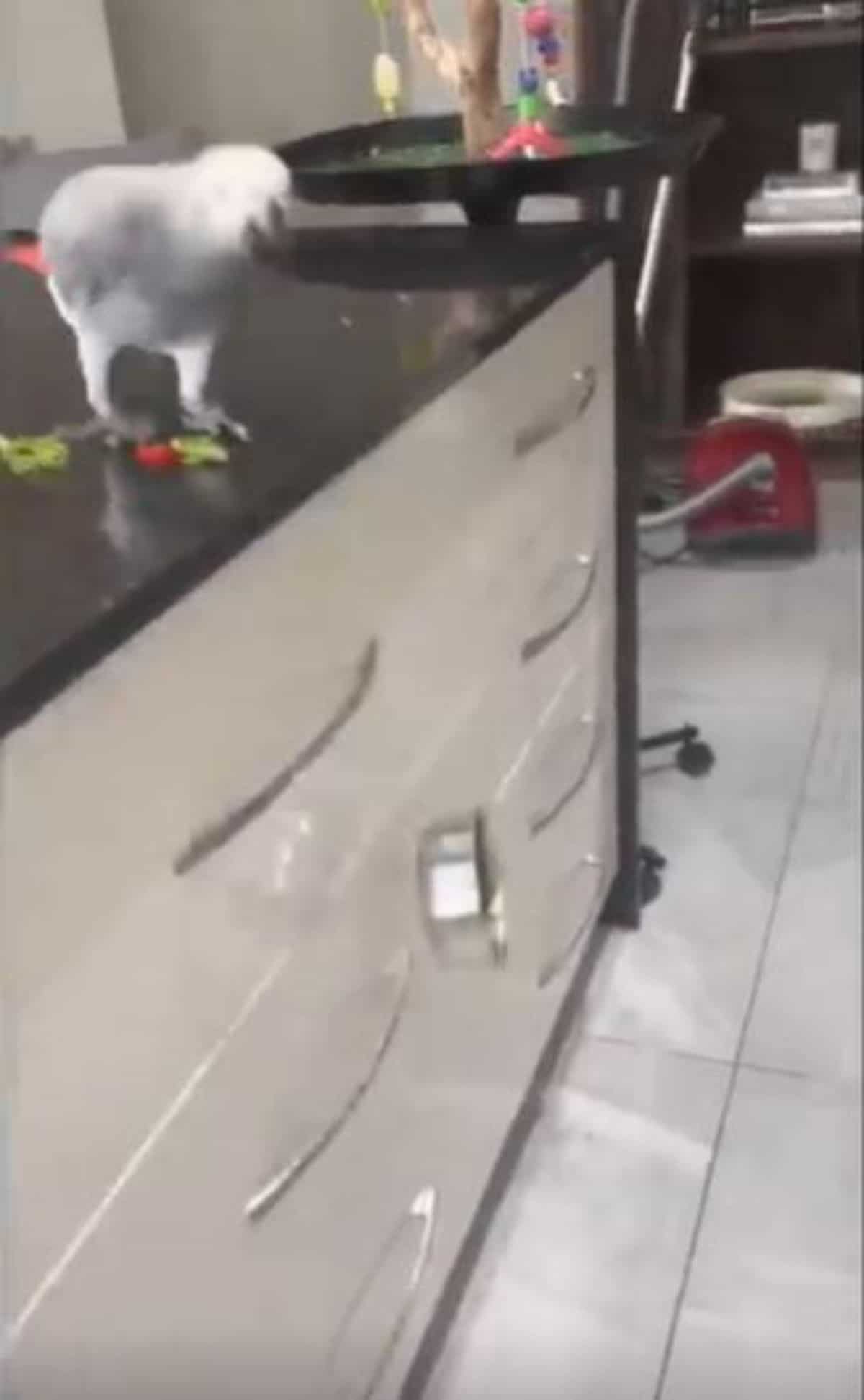 grey parrot on a counter and a bowl falling to the floor with food on the counter