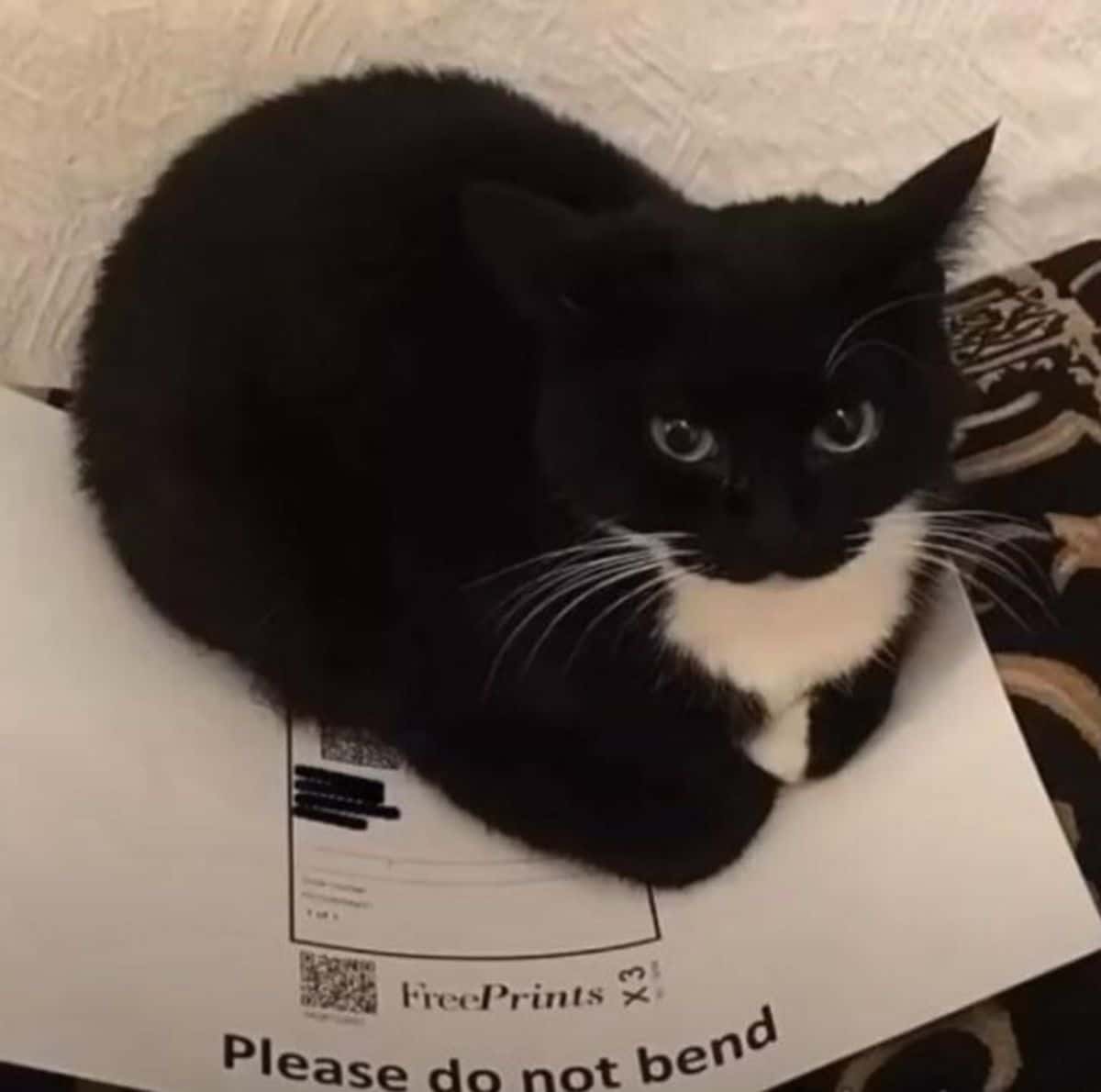 black and white cat sitting on a large white envelope that says please do not bend