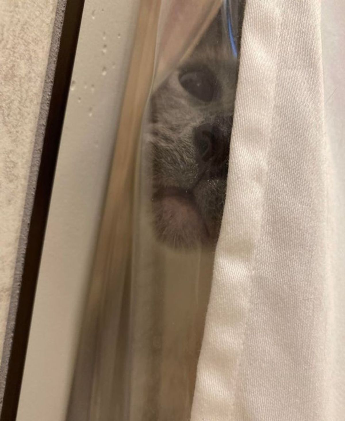 grey cat peeking through curtains