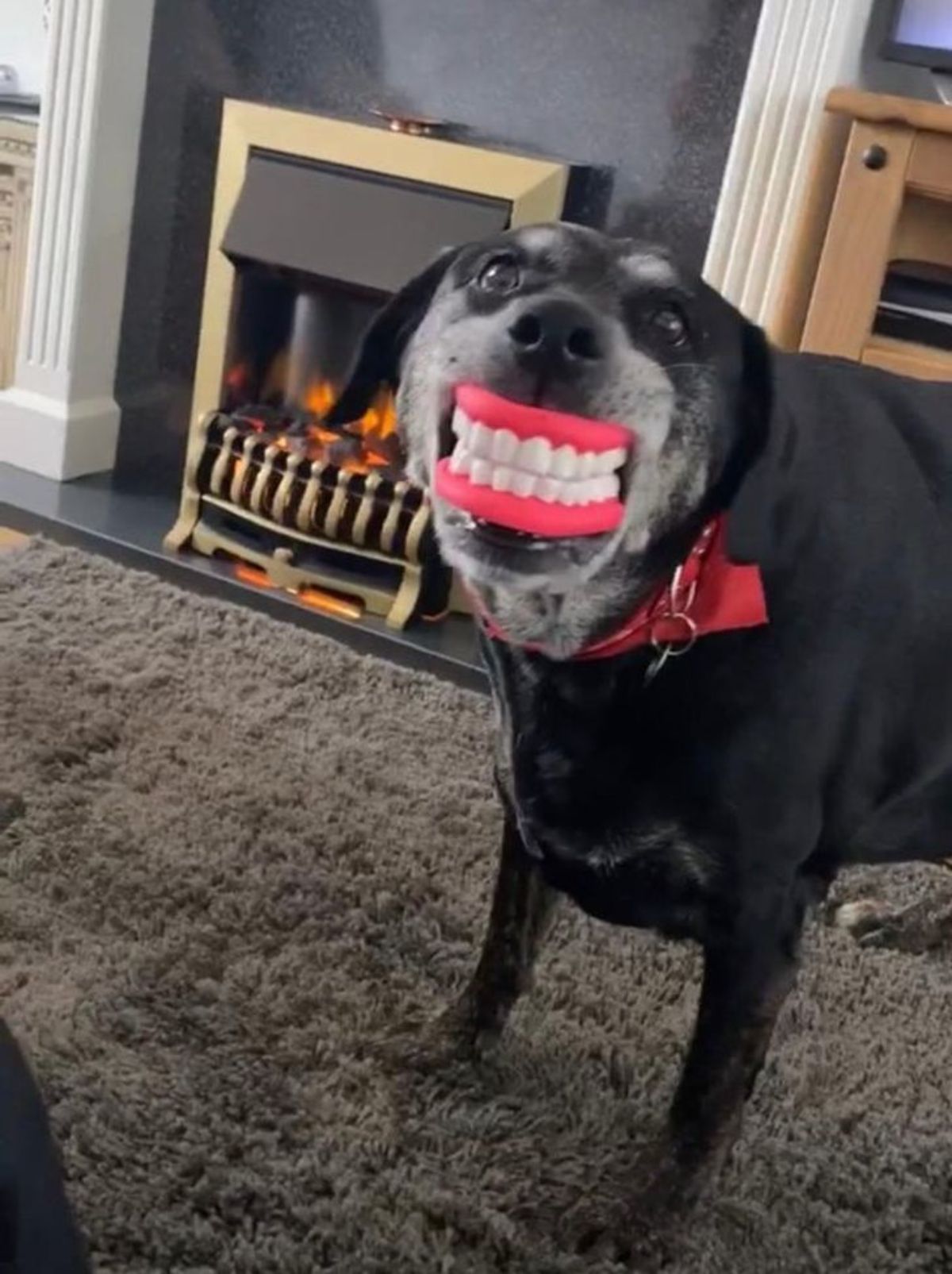 black and white dog with a toy pair of fake teeth in its mouth