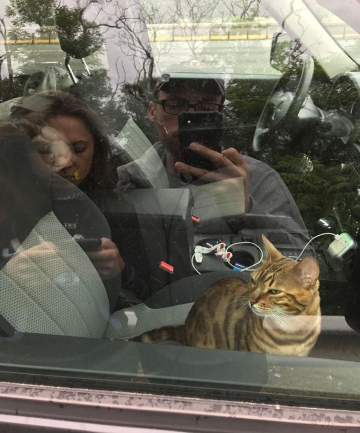 bengal cat sitting inside a car