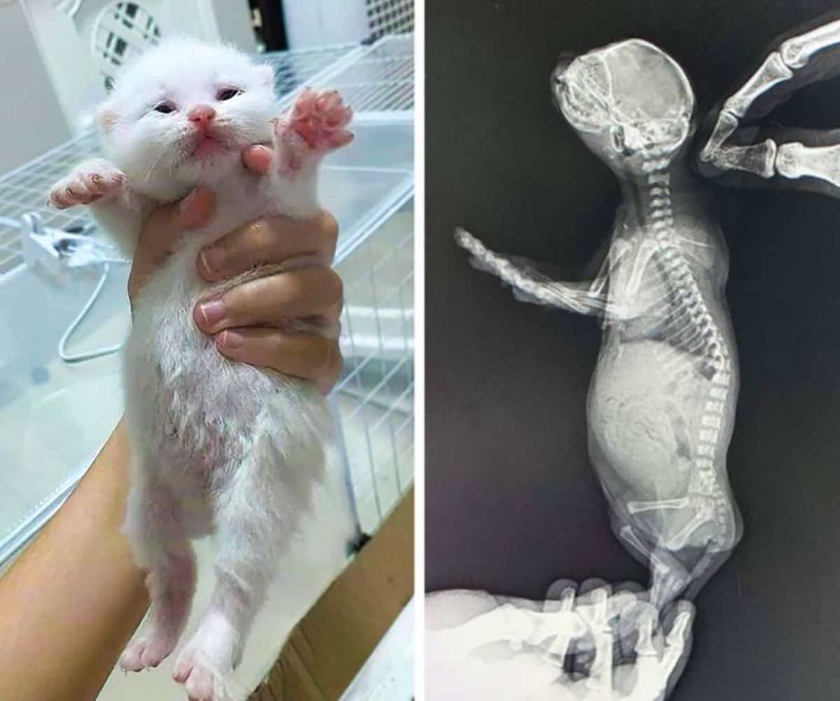 2 photos of someone holding up a white cat and an x ray of the kitten