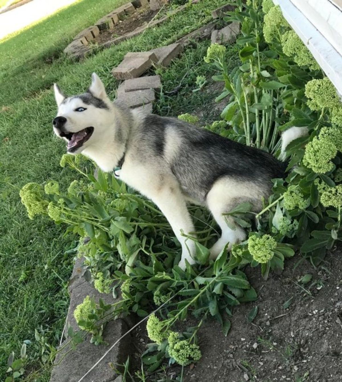 husky sitting on some plants