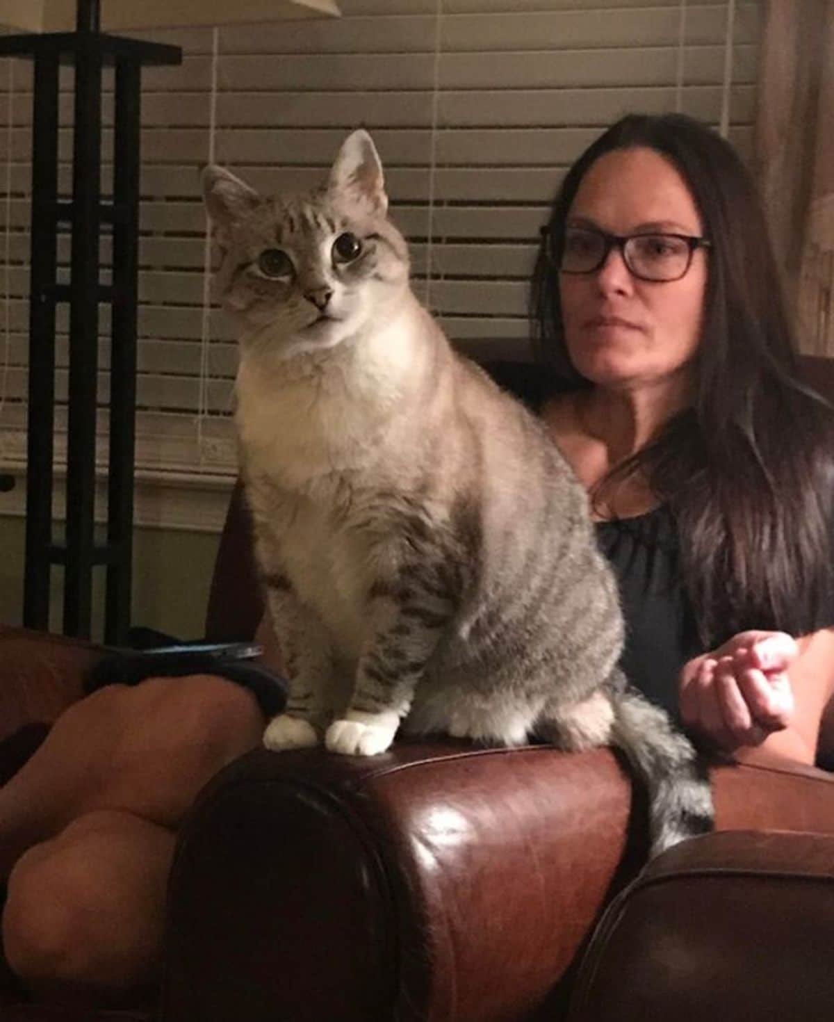 cat sitting on a woman's lap