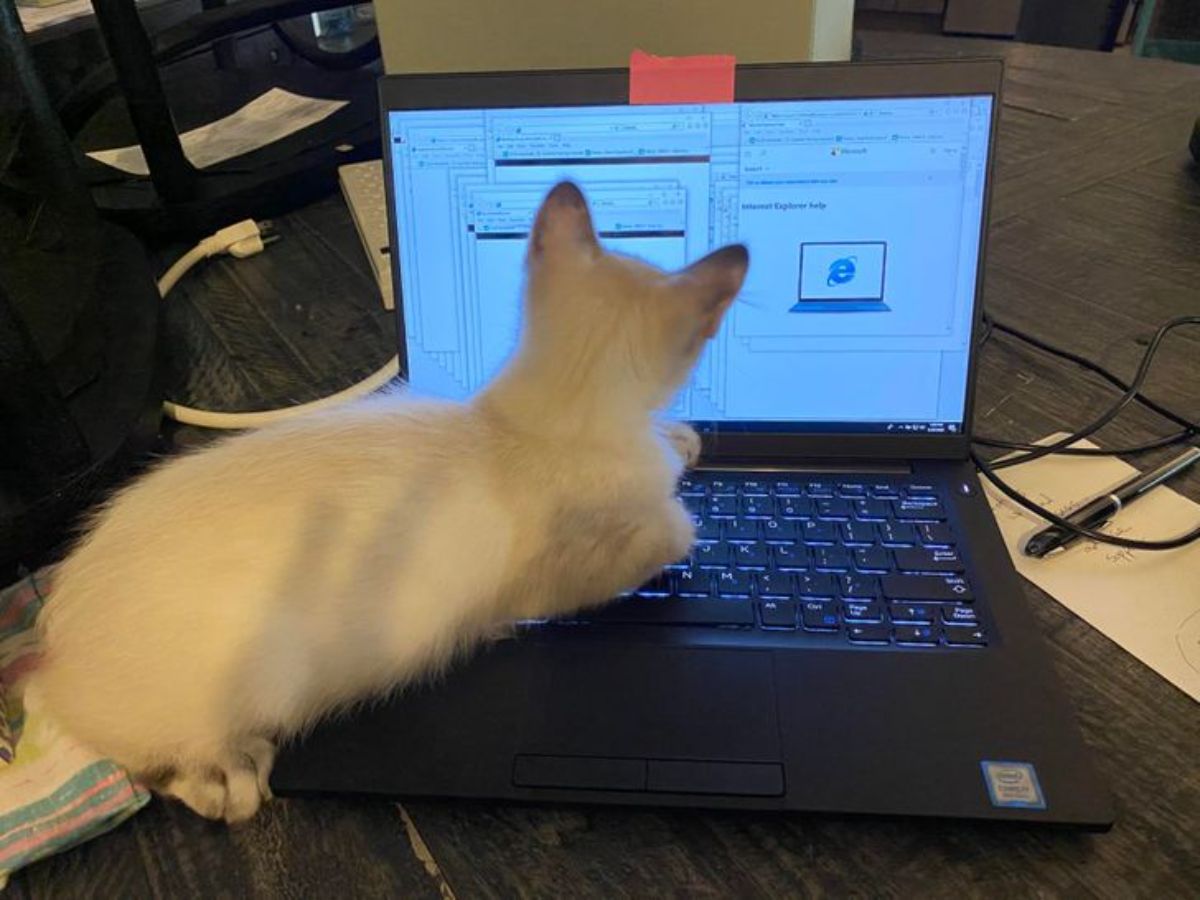white kitten sitting on half of a laptop keyboard