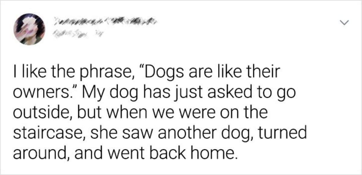 tweet about a dog who asked to go outside and turned back and went home after seeing another dog