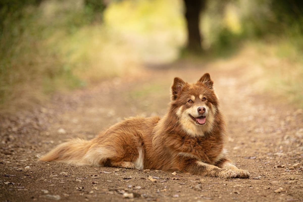 Brown Lapponian Shepherd lying on forest road
