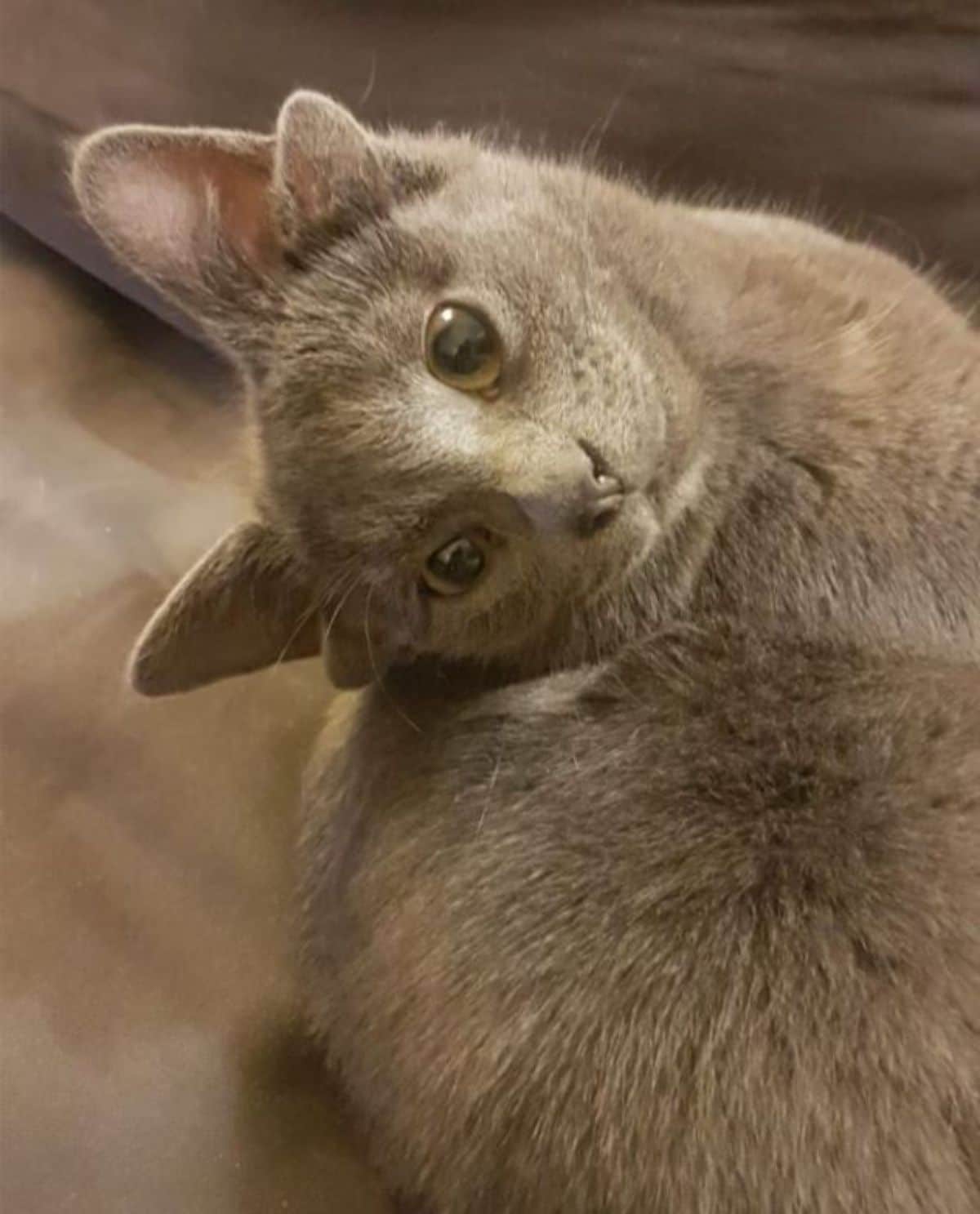 grey kitten with four ears tilting the head to the side