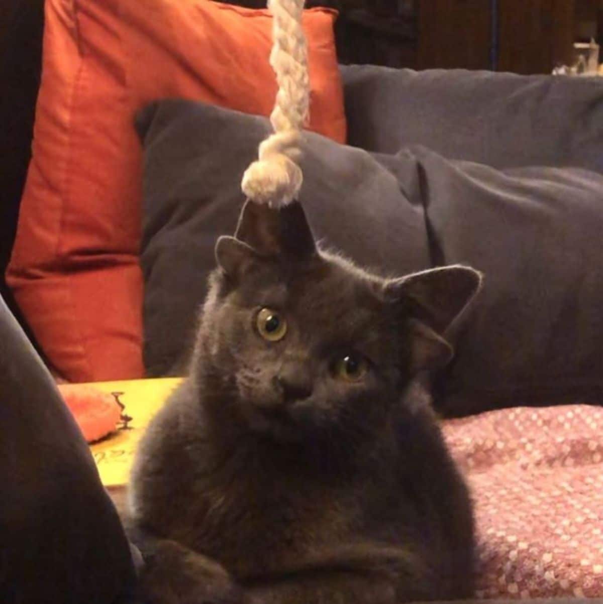 grey kitten with four ears laying on a couch and a blanket wiht a rope hanging over the head