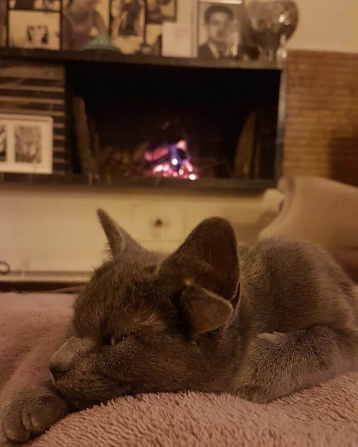 grey kitten with four ears laying on a brown blanket