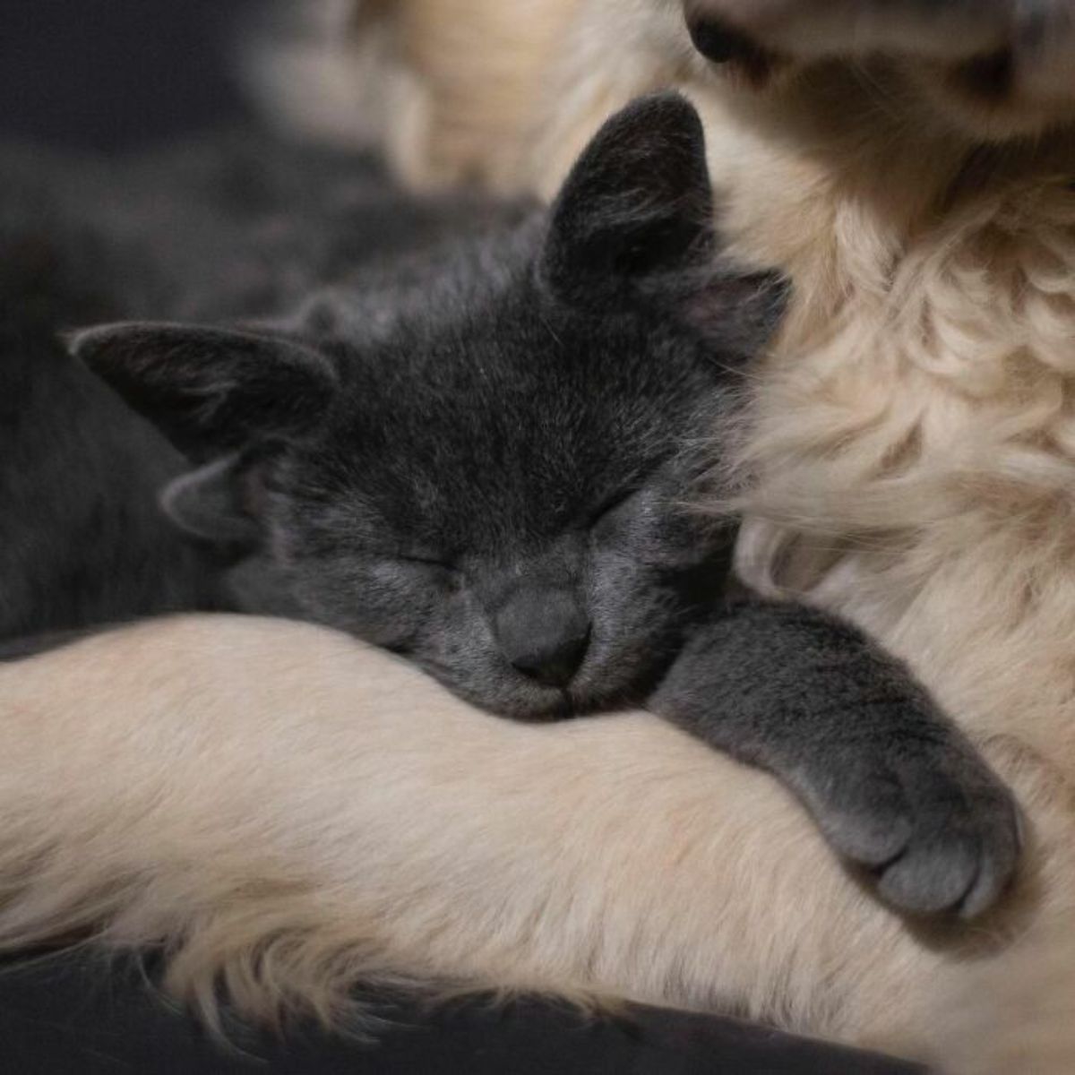 grey kitten with four ears cuddling with a yellow labrador retriever and sleeping
