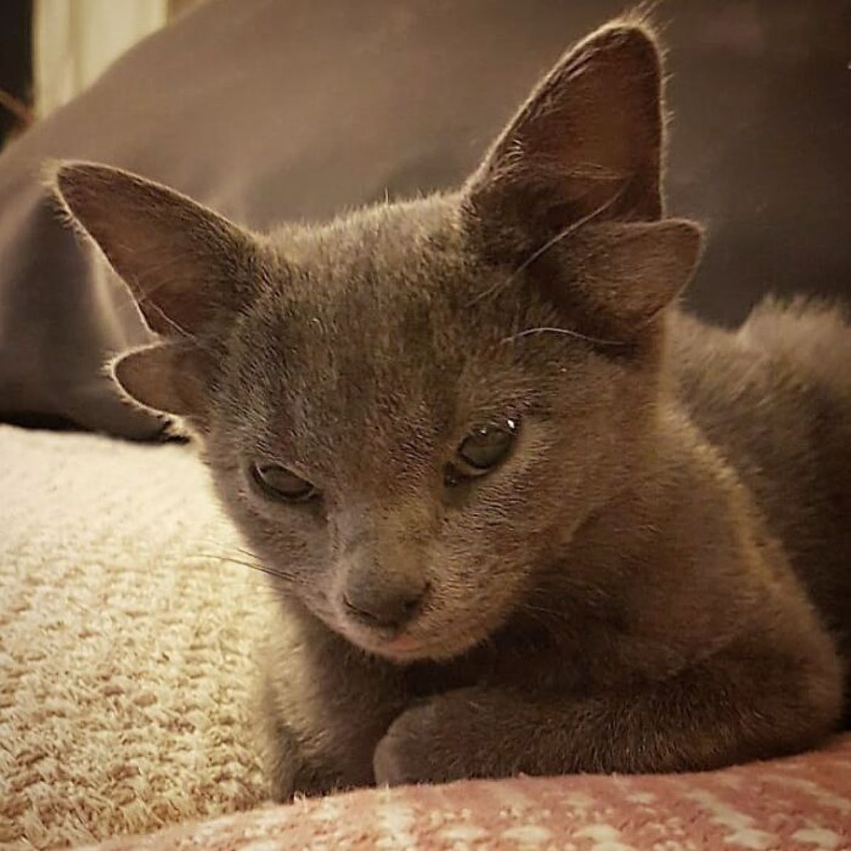 grey kitten with four ears laying on a blanket