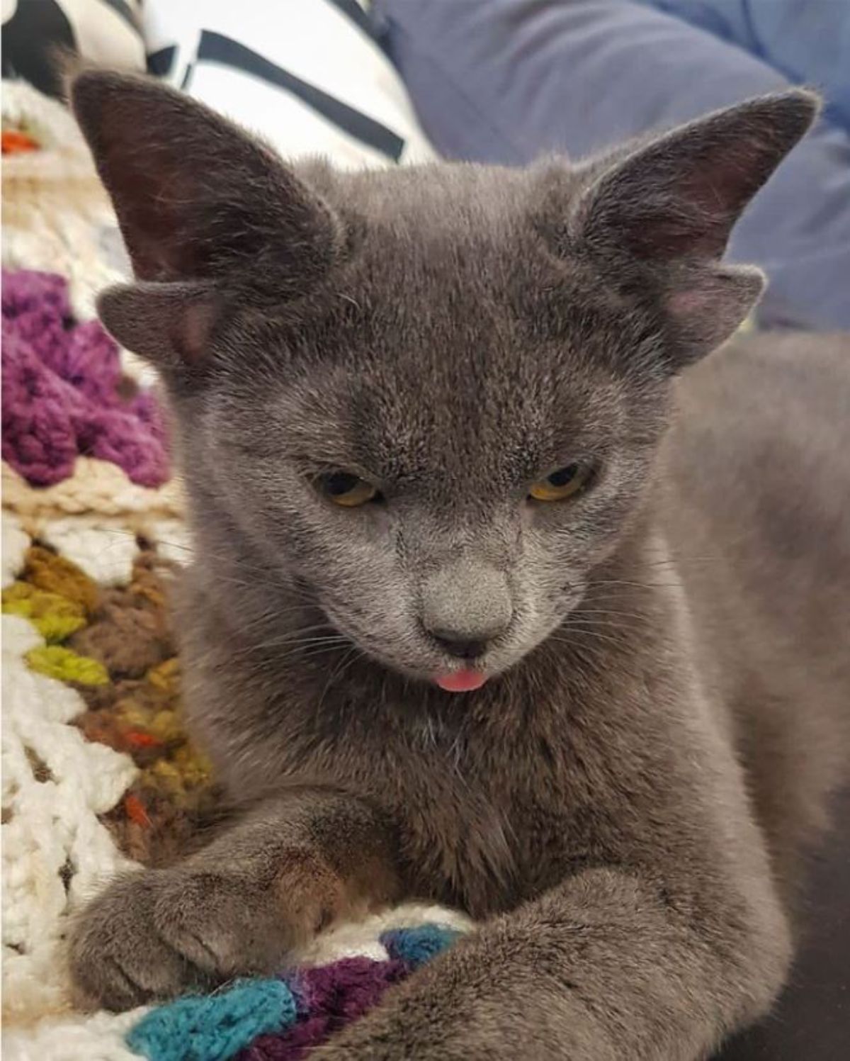 grey kitten with four ears laying on a colourful blanket