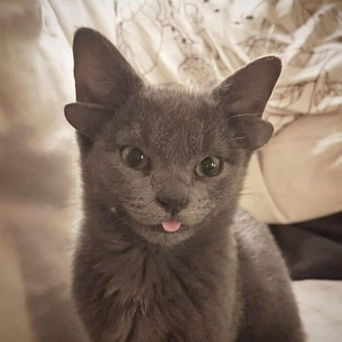 grey kitten with four ears sitting with the tongue sticking out slightly