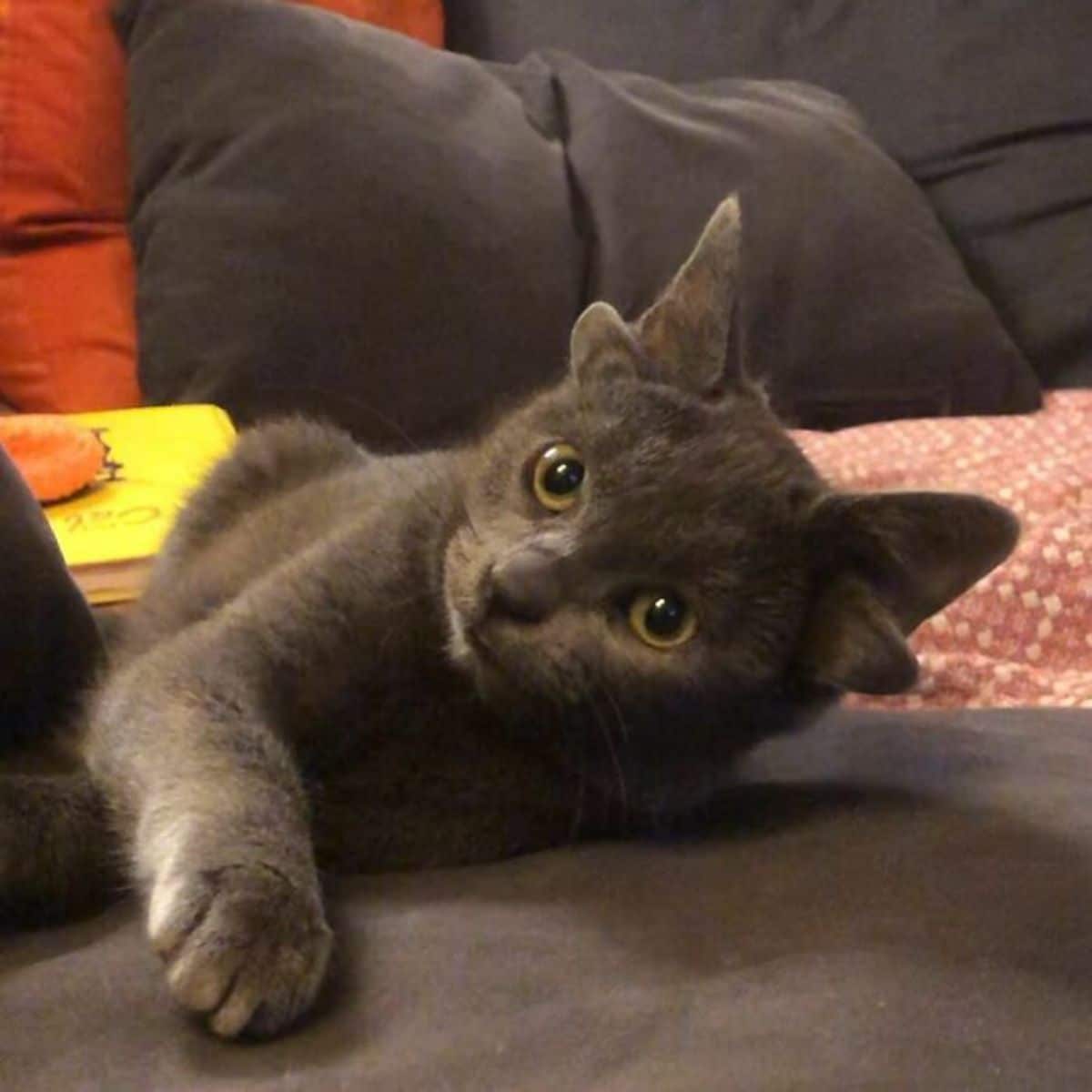 grey kitten with four ears laying on a grey sofa on an orange blanket with the right front paw extended on a sofa cushion