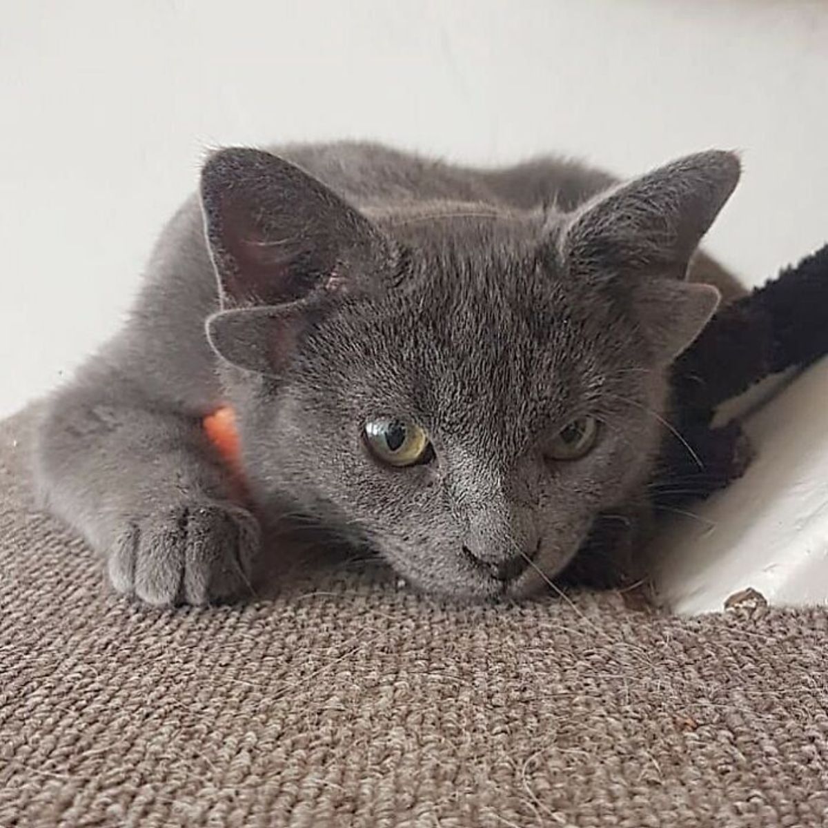 grey kitten with four ears laying on a brown carpet