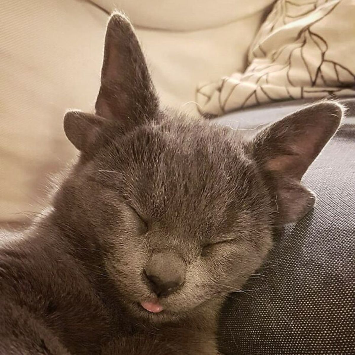 grey kitten with four ears laying head on a black cushion and sleeping with the tongue sticking out very slightly