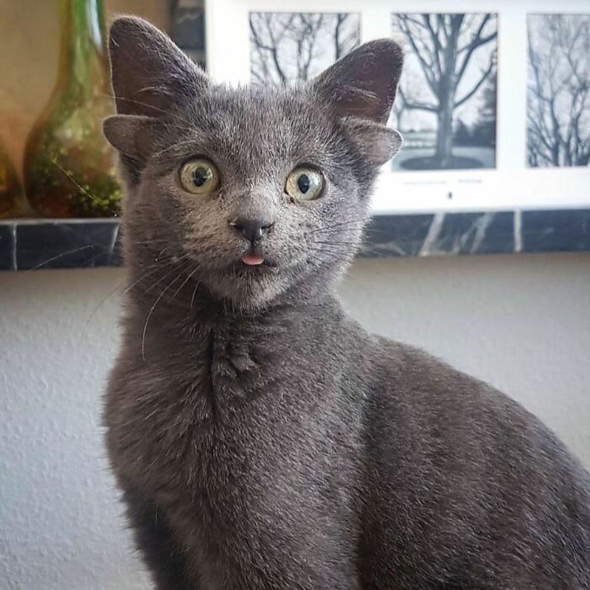 grey kitten with four ears sitting in front a counter