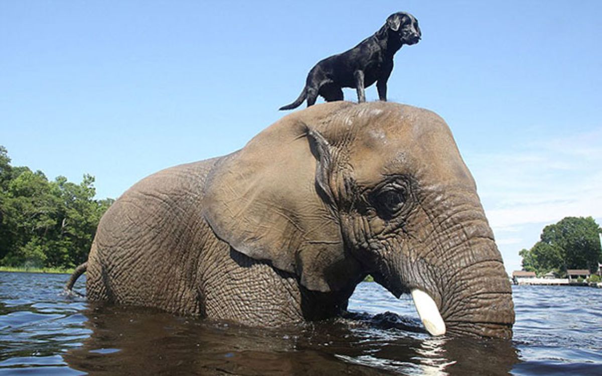 black dog with an african elephant