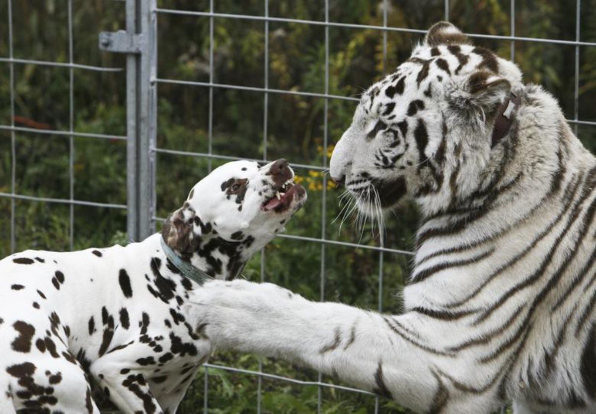 dalmation playing with a white tiger