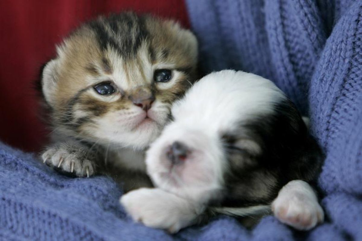 brown tabby kitten with a black and white puppy