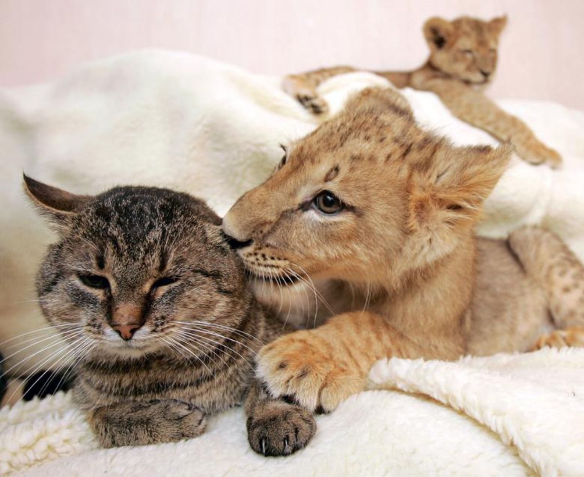 lion cub nuzzling a brown tabby with another lion cub in the back