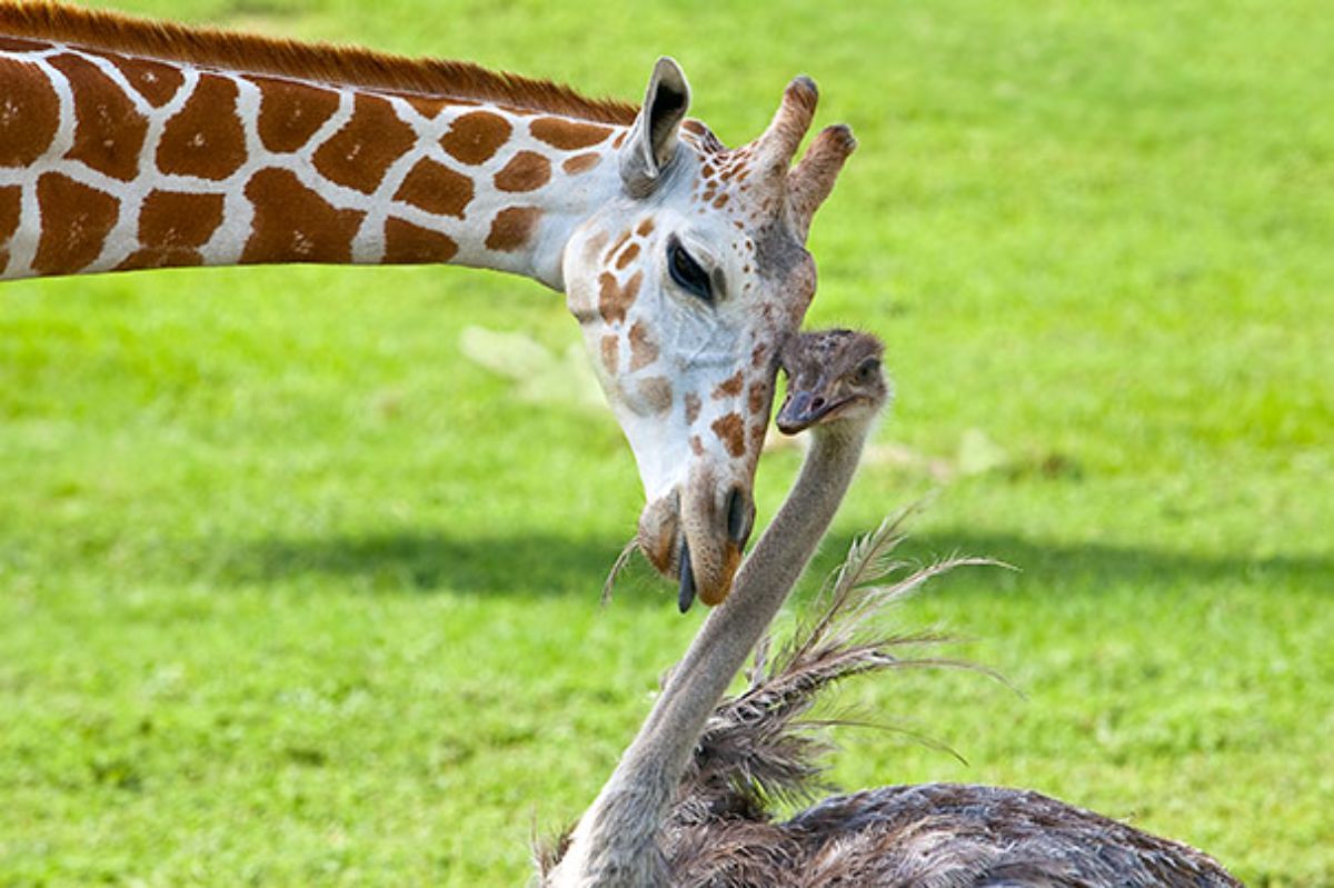 giraffe with an ostrich