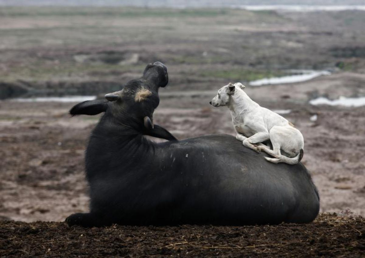 buffalo laying on the ground with a white dog on the flank