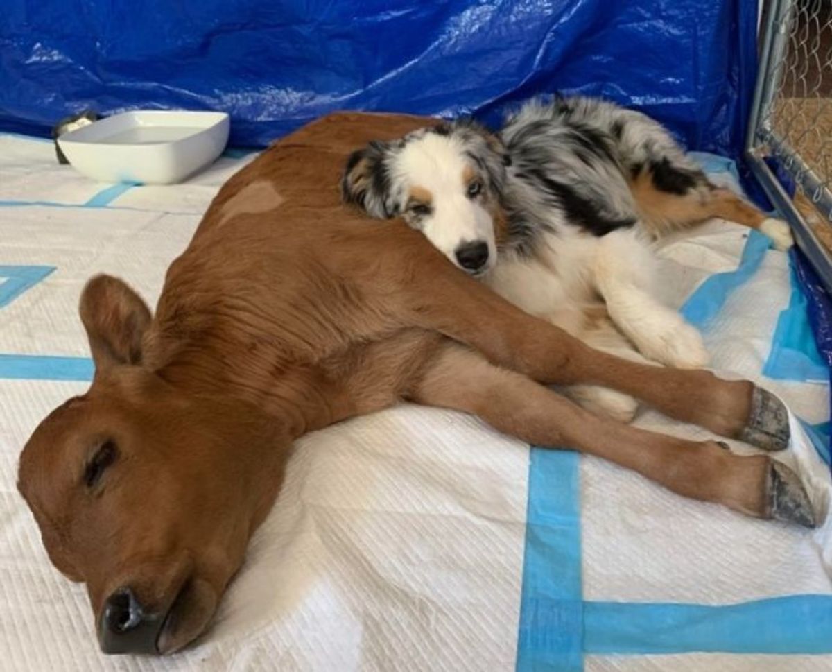 brown calf laying on its side with a white black and brown australian shepherd laying its head on the calf's stomach