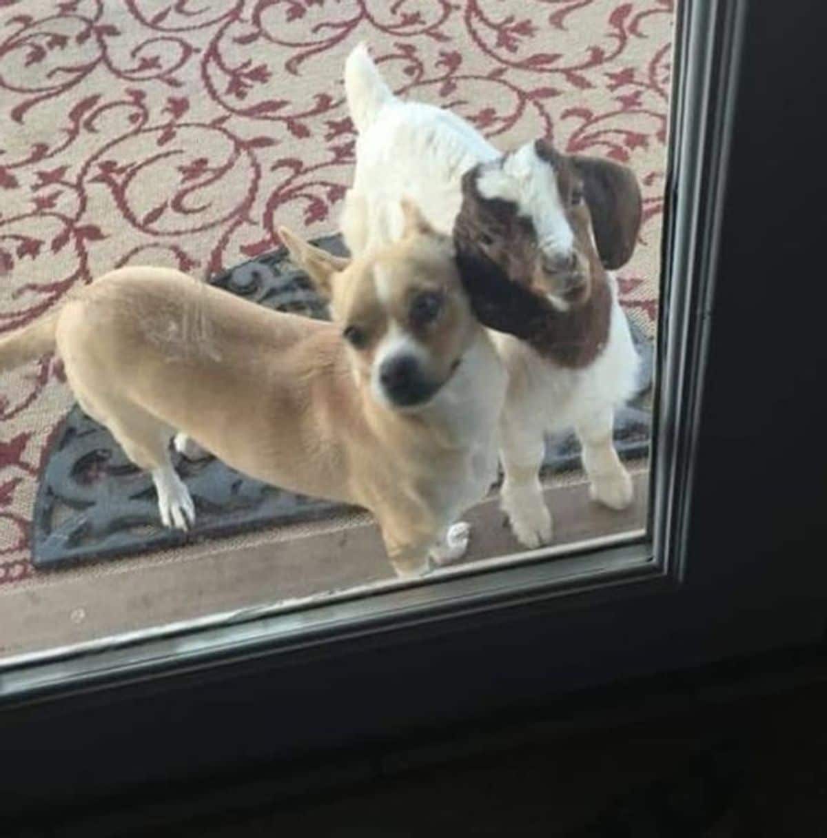 brown and white dog standing at a glass door next to a brown and white door