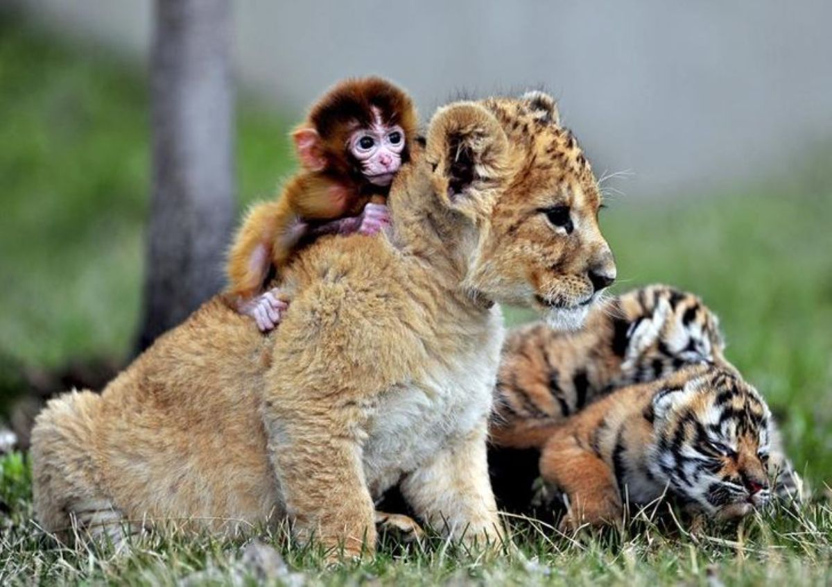 lion cub with a baby monkey on its back and 2 tiger cubs next to it on the grass