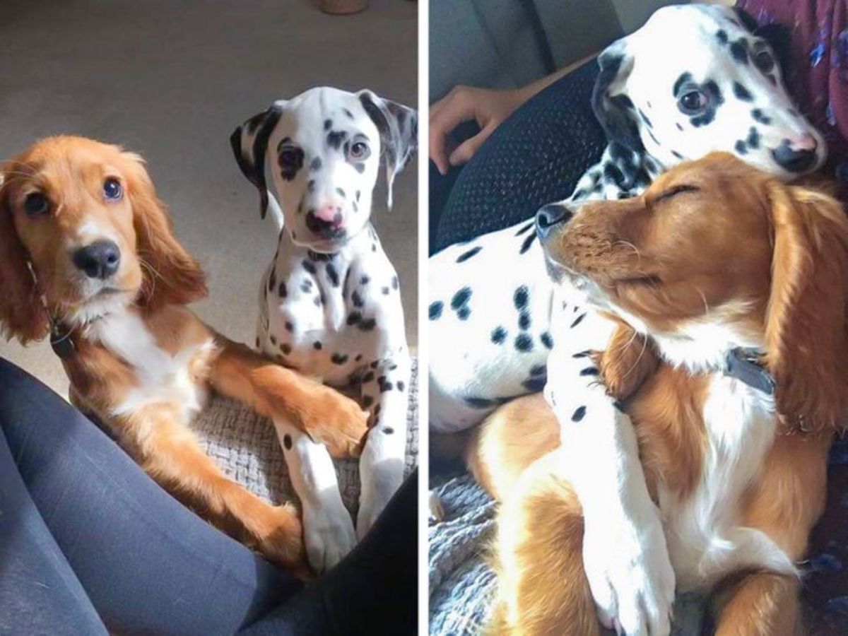 2 photos of a brown and white dog with a dalmation