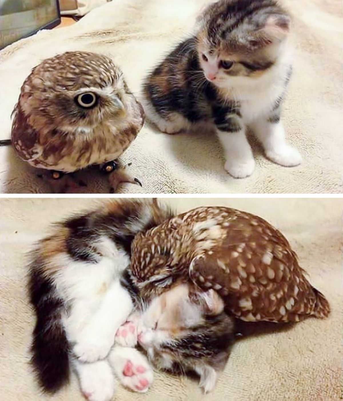 2 photos of a brown and white owl with a calico kitten