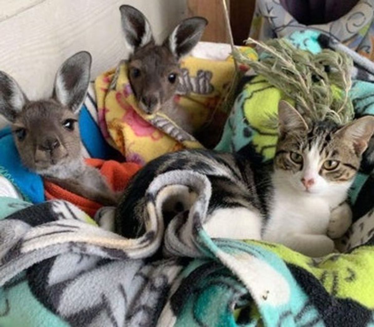 2 joeys cuddled in blankets with a grey and white tabby cat