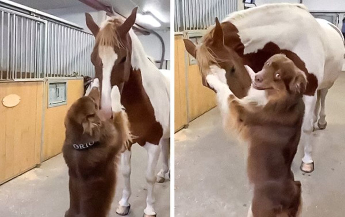 2 photos of a brown and white dog with a brown and white horse