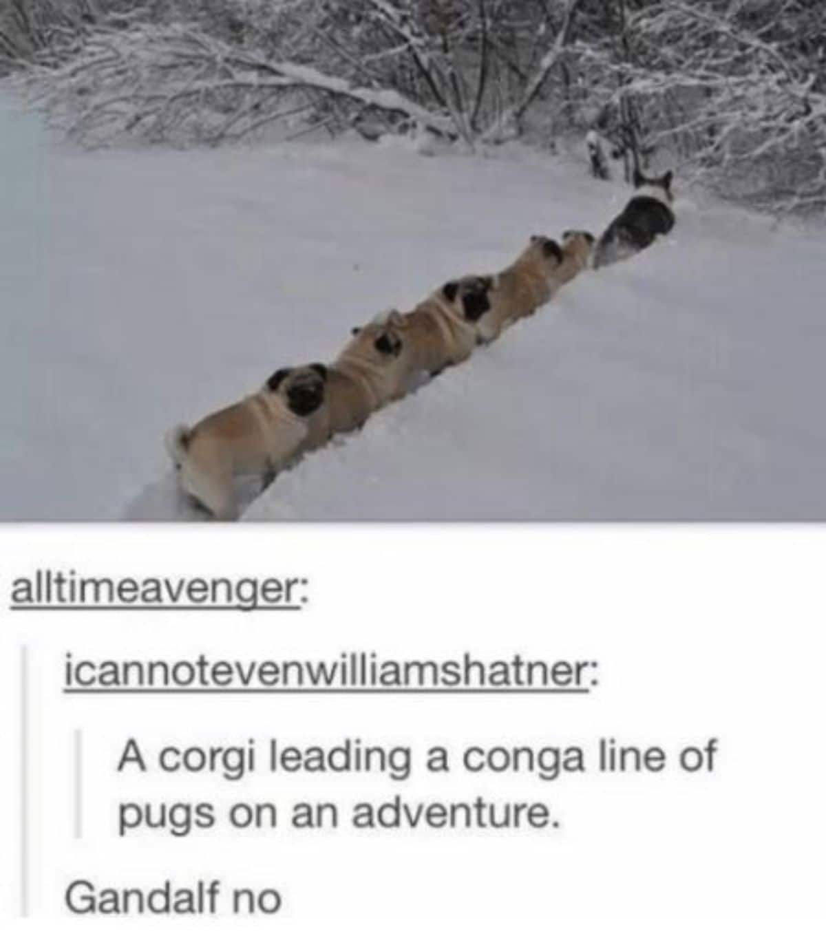 tumblr post of 5 brown pugs in a lin behind a corgi in snow with caption saying a corgi leading a conga line of pugs on an adventure and Gandalf no