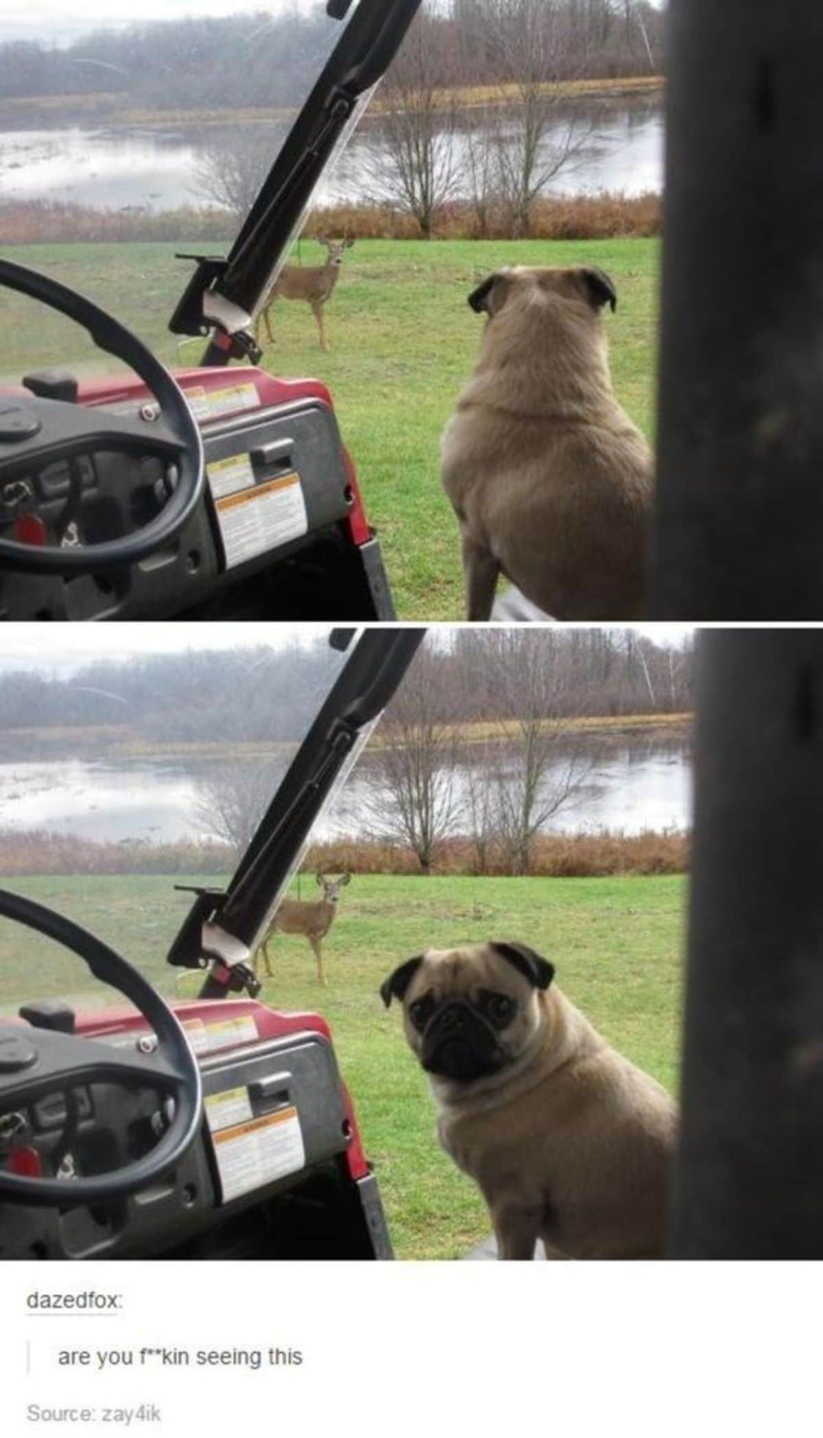 tumblr post of 2 photos of a brown pug in a vehicle looking at a deer with caption saying are you fkin seeing this